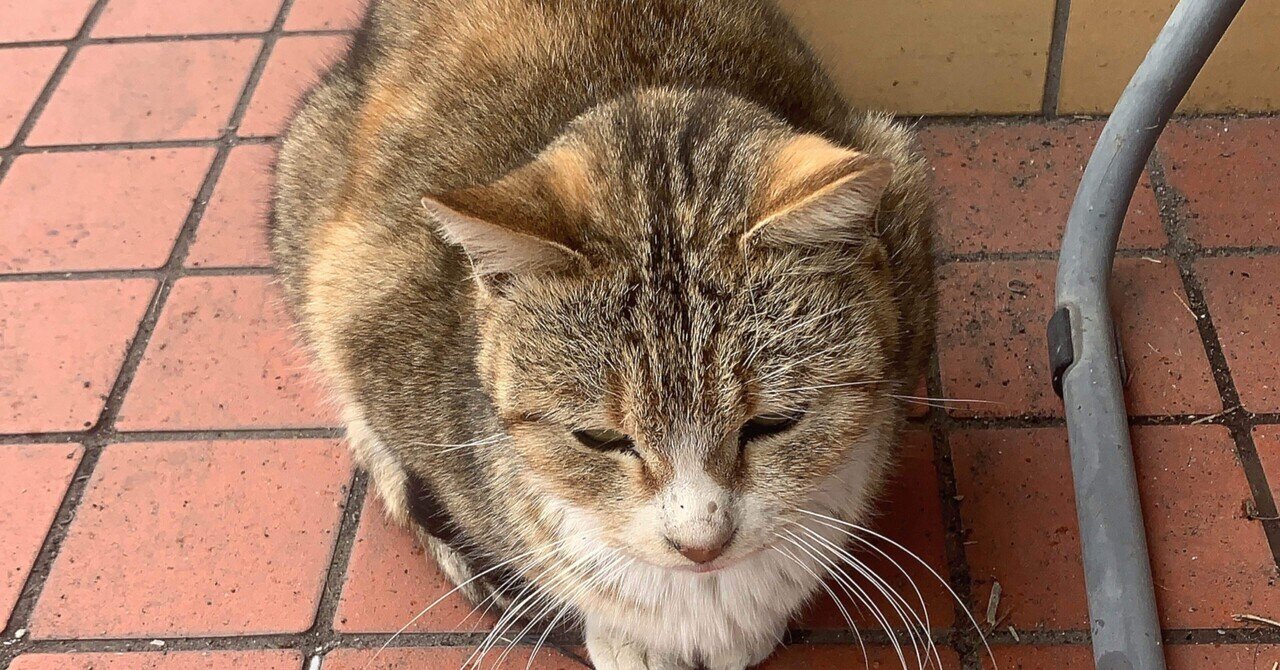 クロスカブ購入！