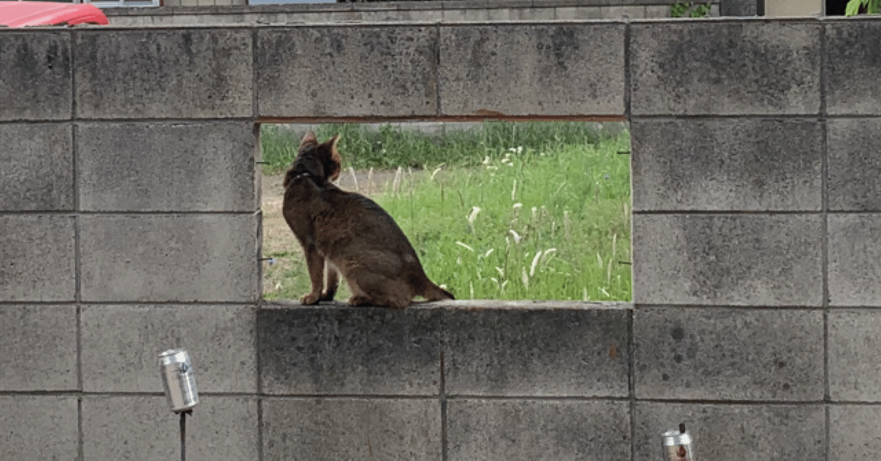 脱走猫を捕まえる日