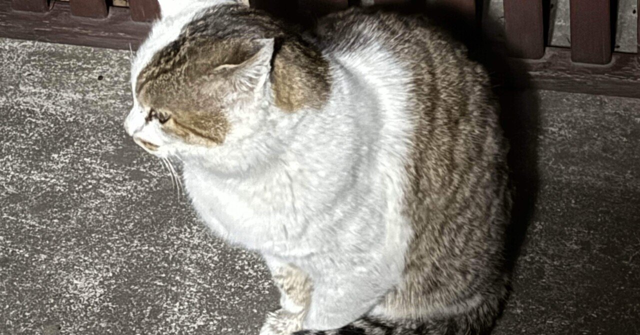 猫と晩酌
