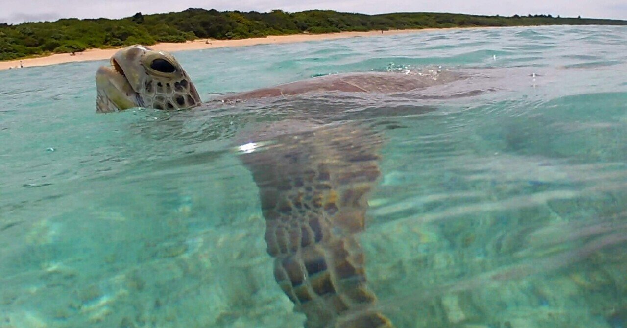 波照間島でウミガメカルテット