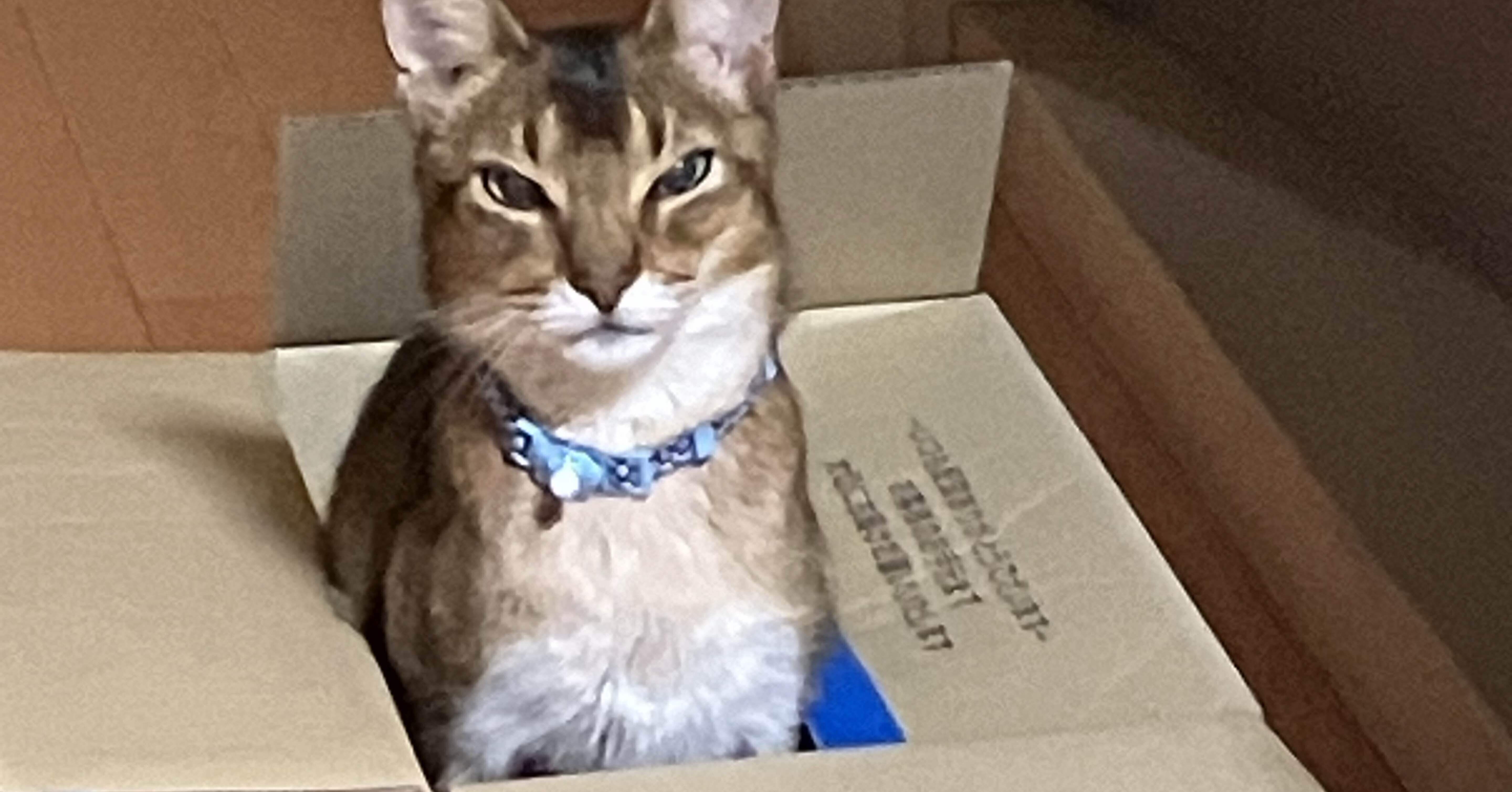猫を預ける旅行1