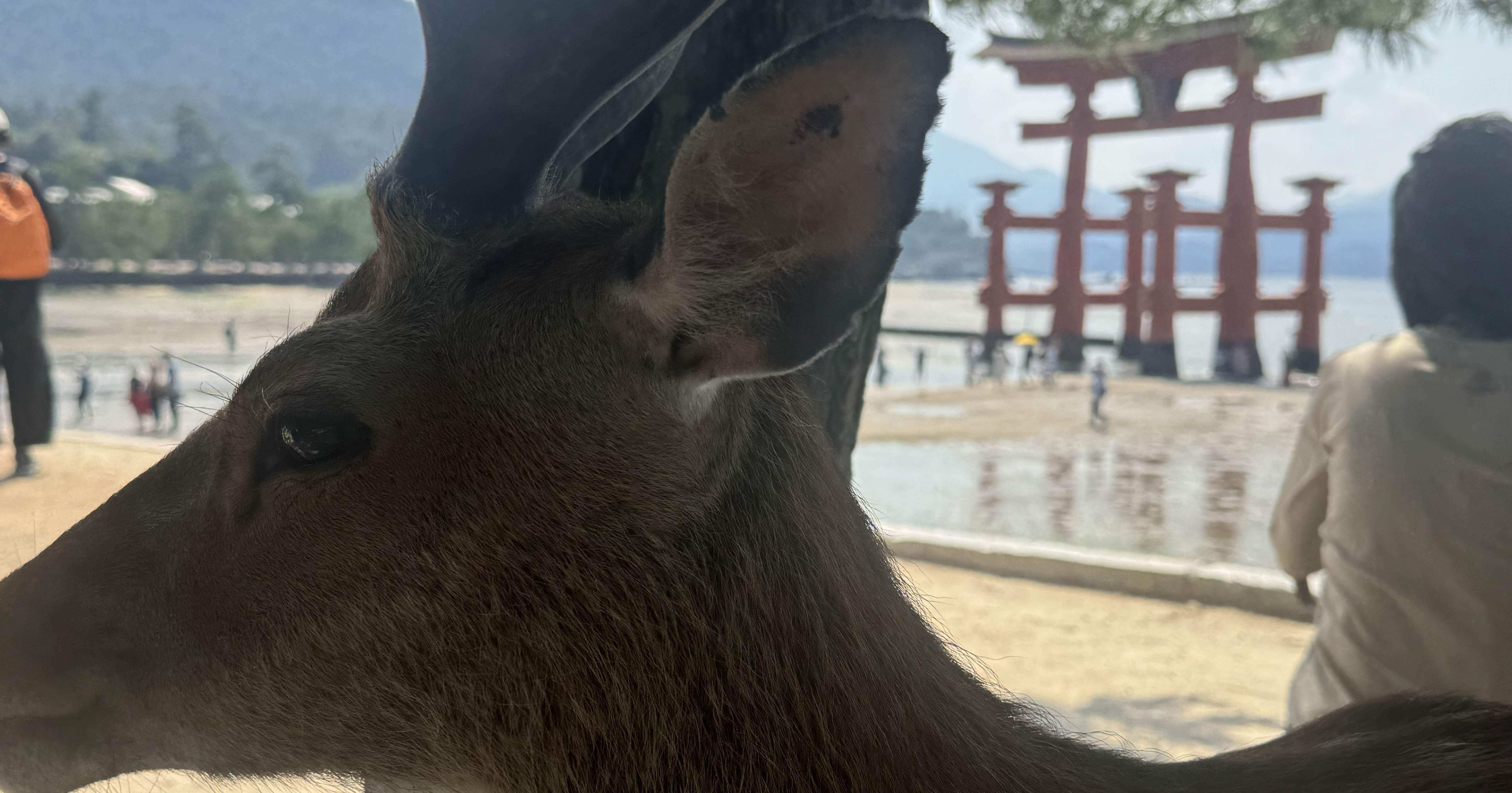 厳島神社宮島の鹿1