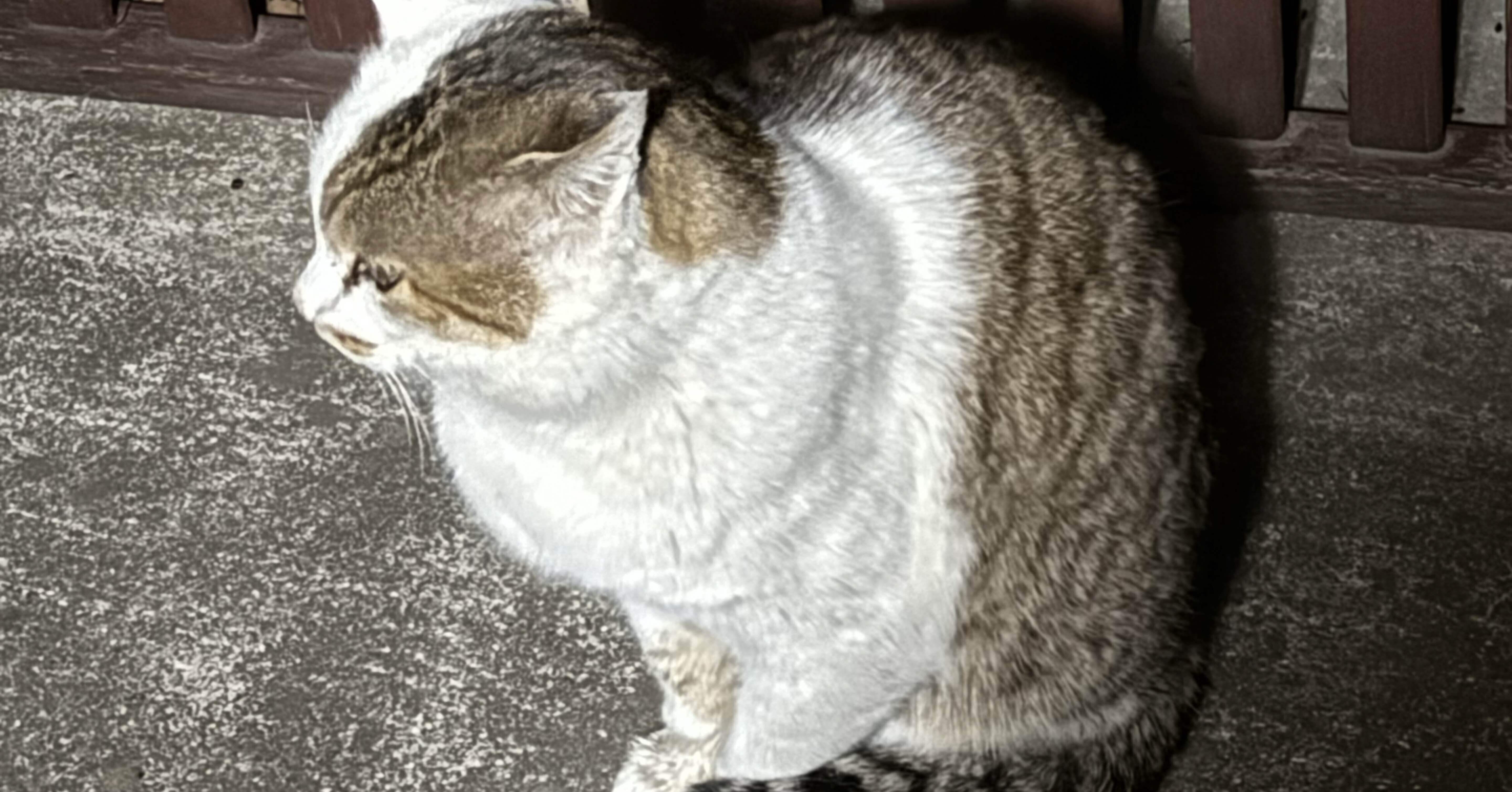 猫と晩酌1