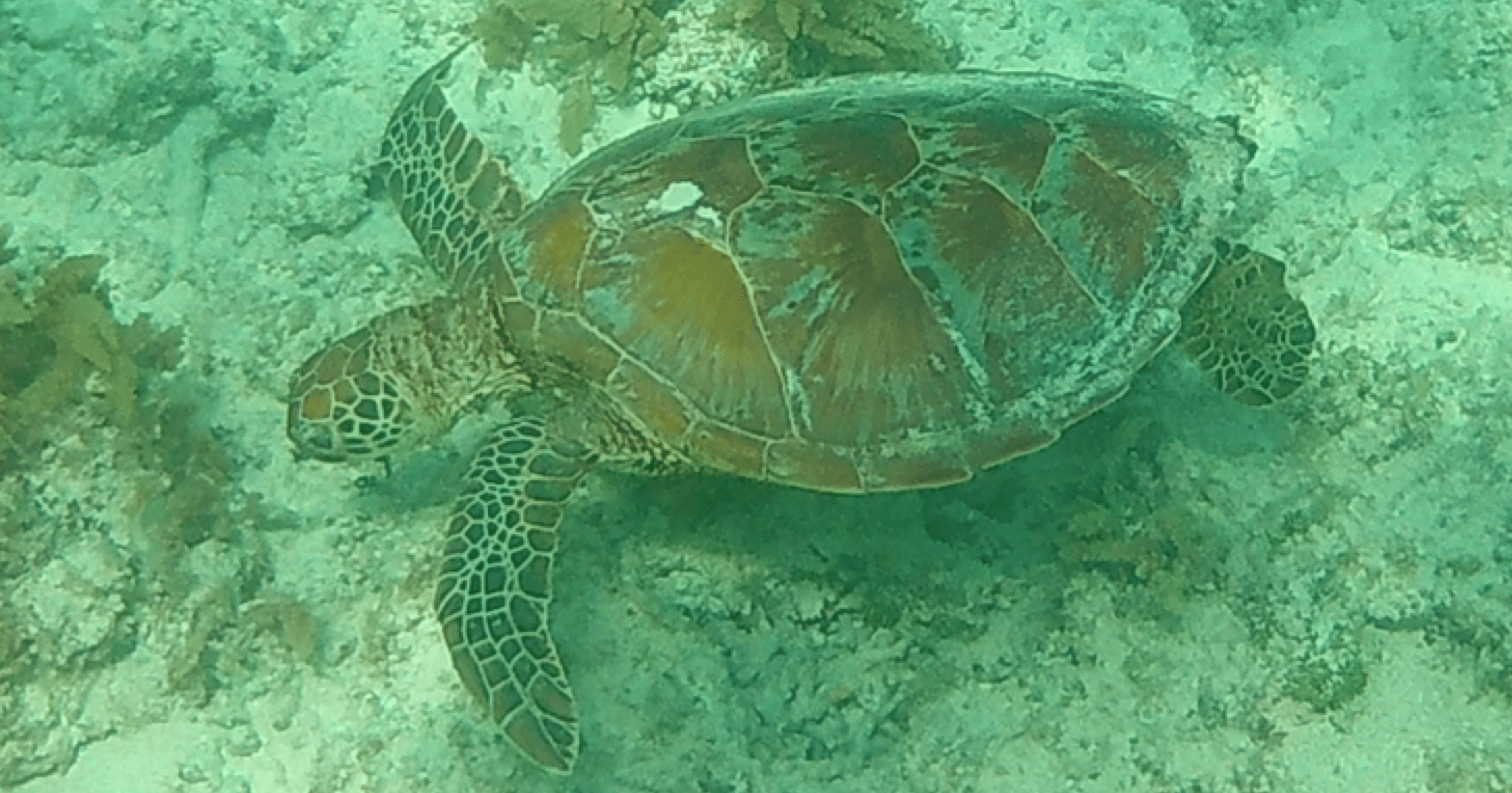 波照間島で撮影したウミガメ