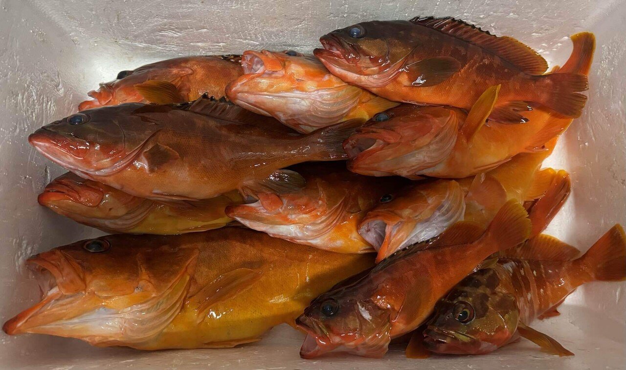 伊豆大島釣り2
