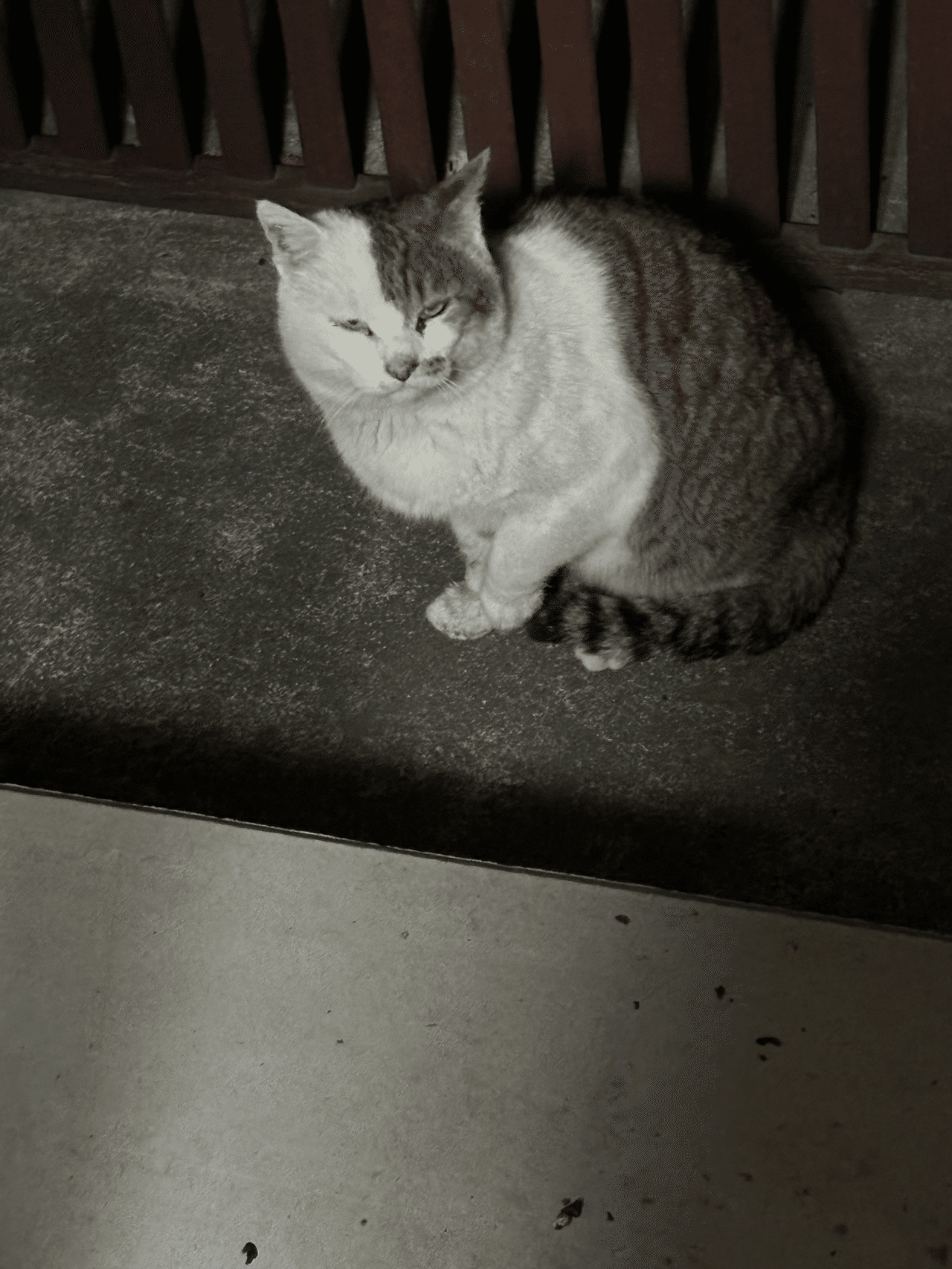 猫と晩酌4