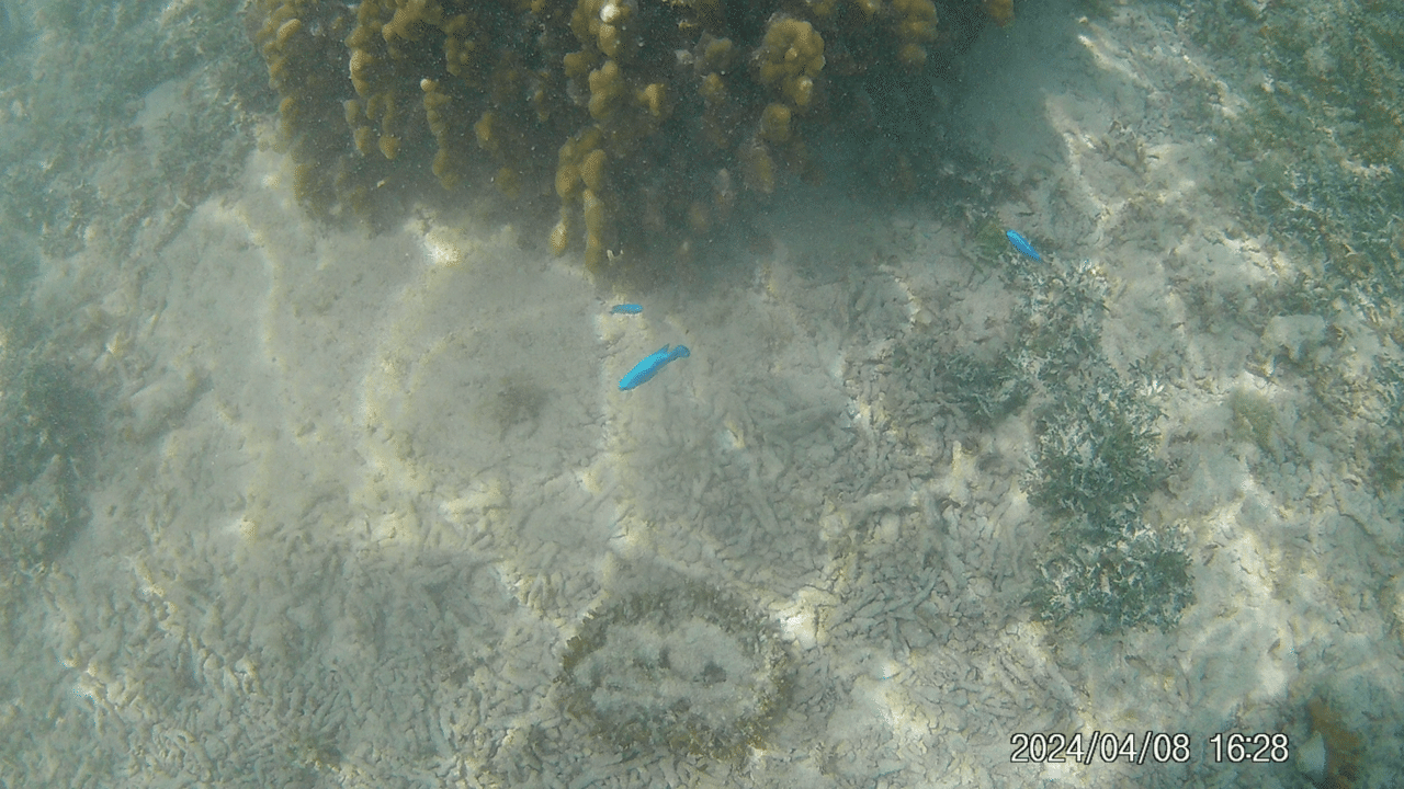 黒島の海の魚1