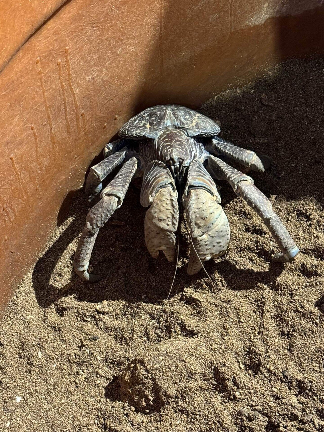 黒島研究所の生きたヤシガニ