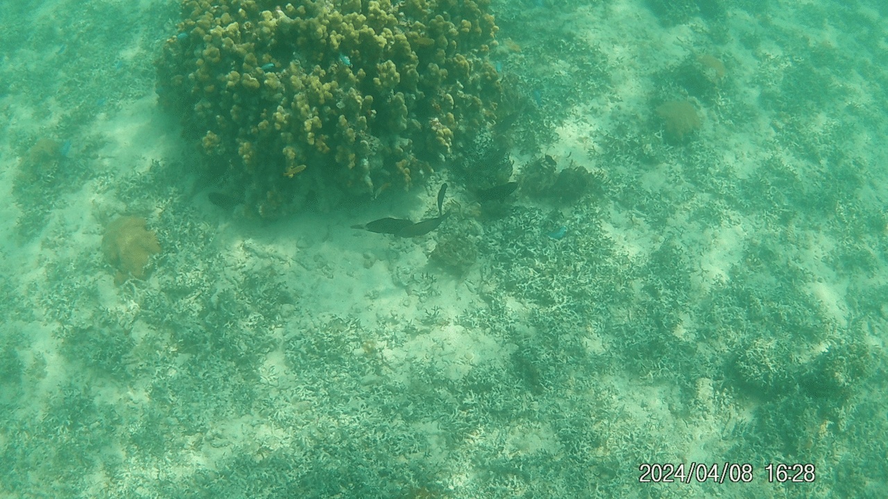 黒島の海の魚2