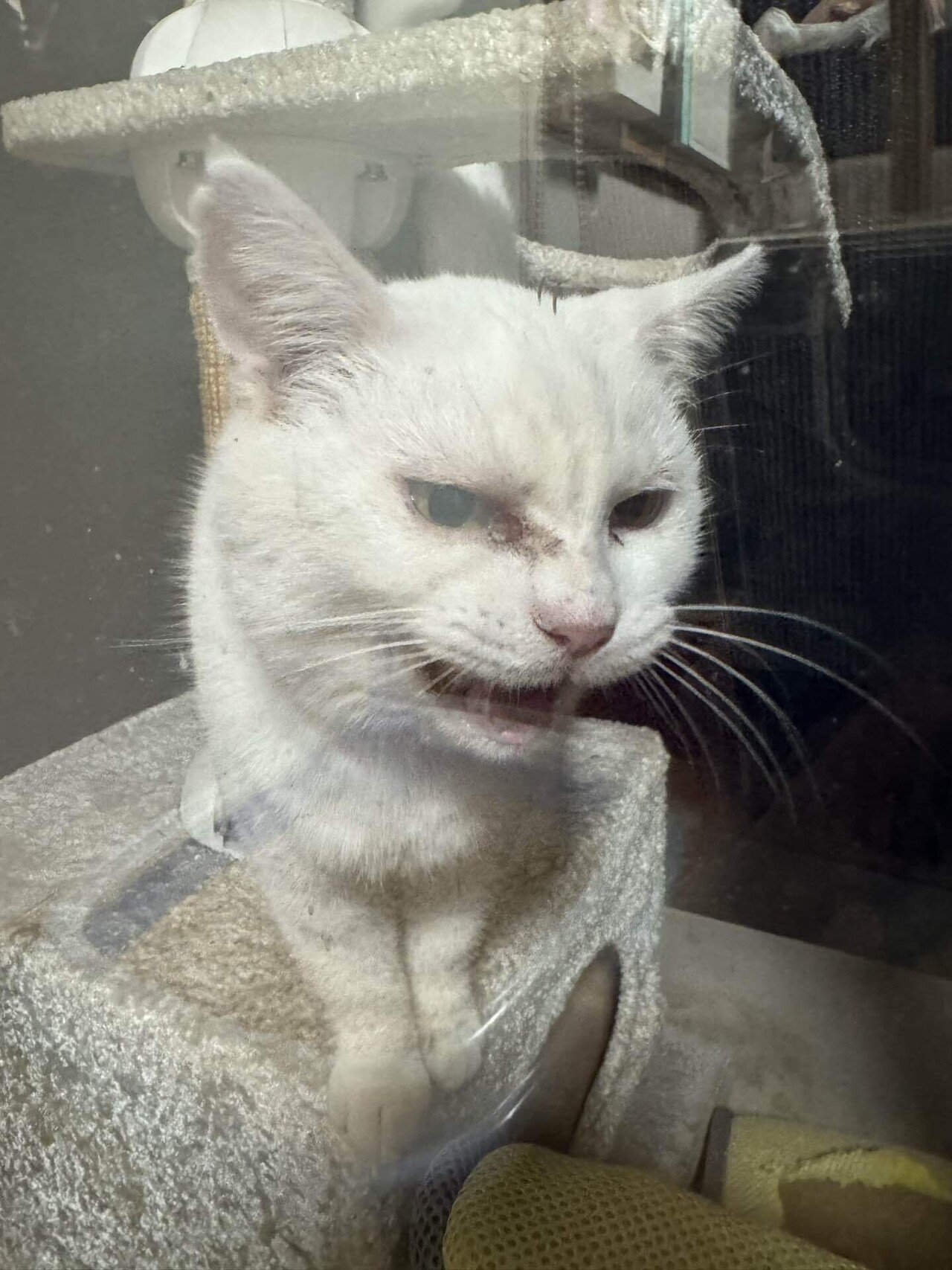 怪しい来客2