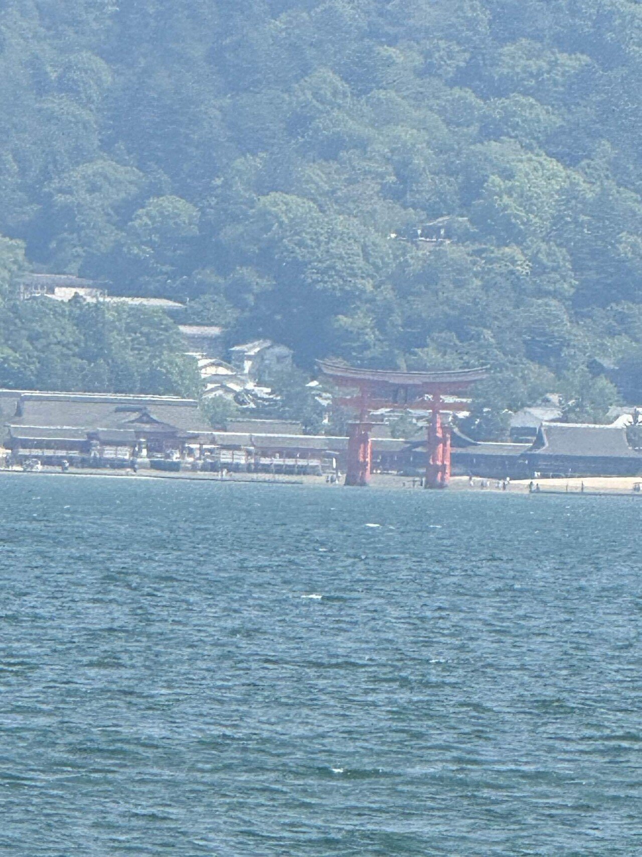 厳島神社宮島の鹿5