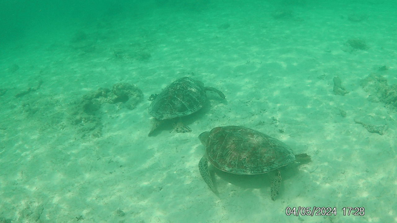 波照間島のウミガメカルテット