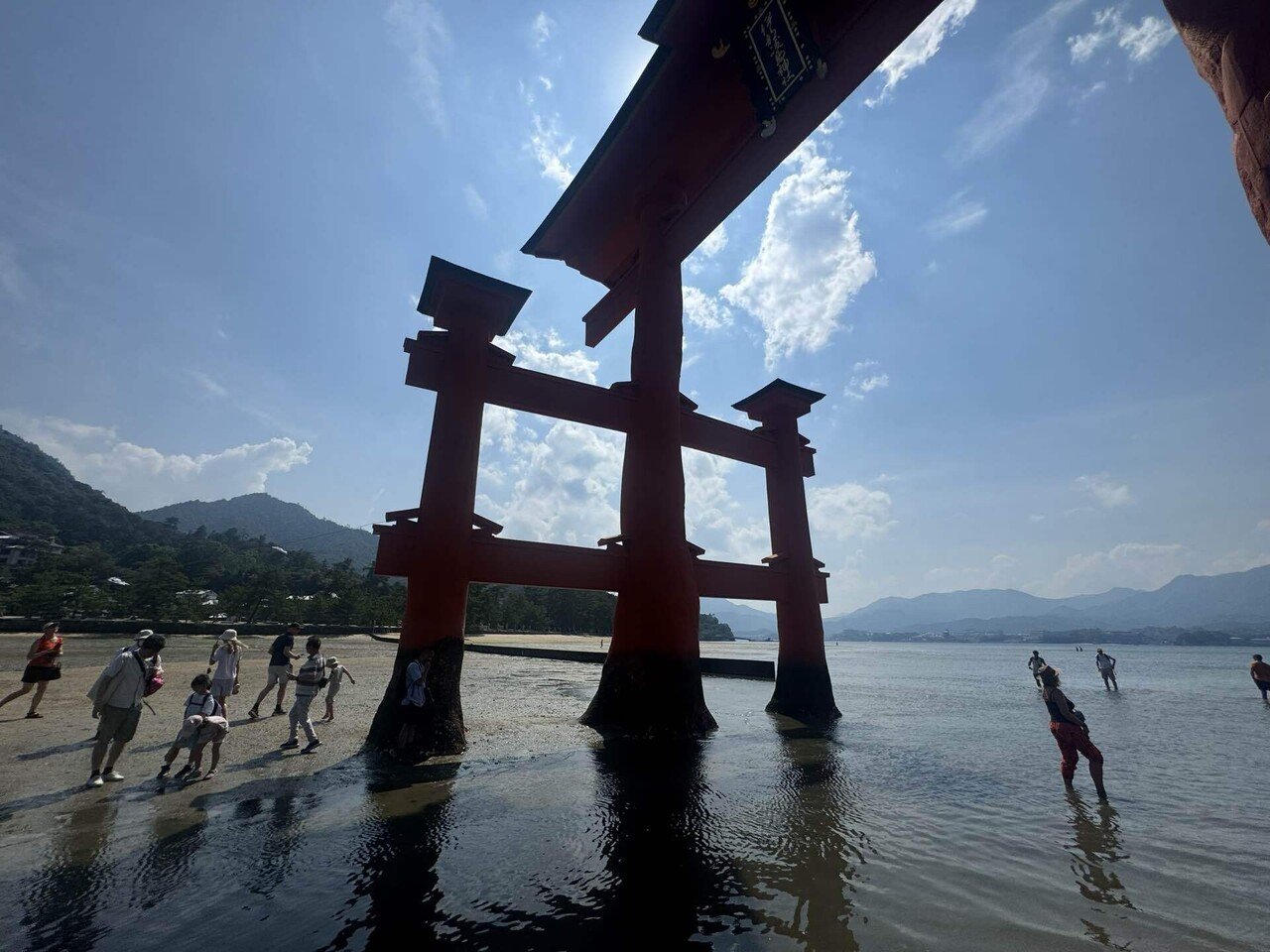厳島神社宮島の鹿6